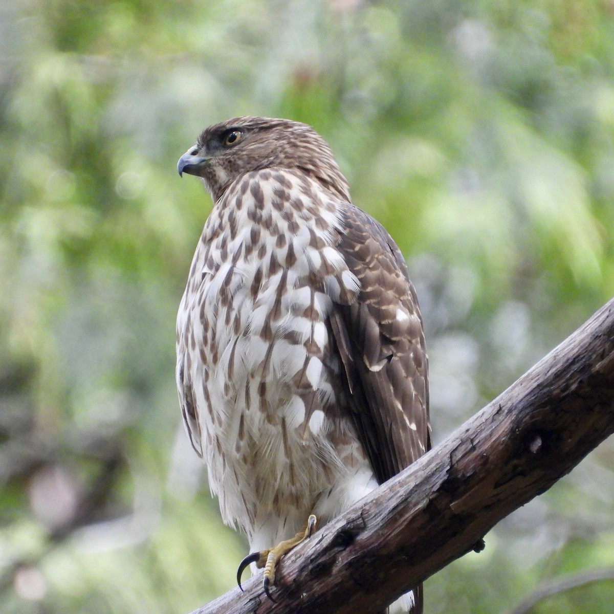 Cooper's Hawk - ML643578887