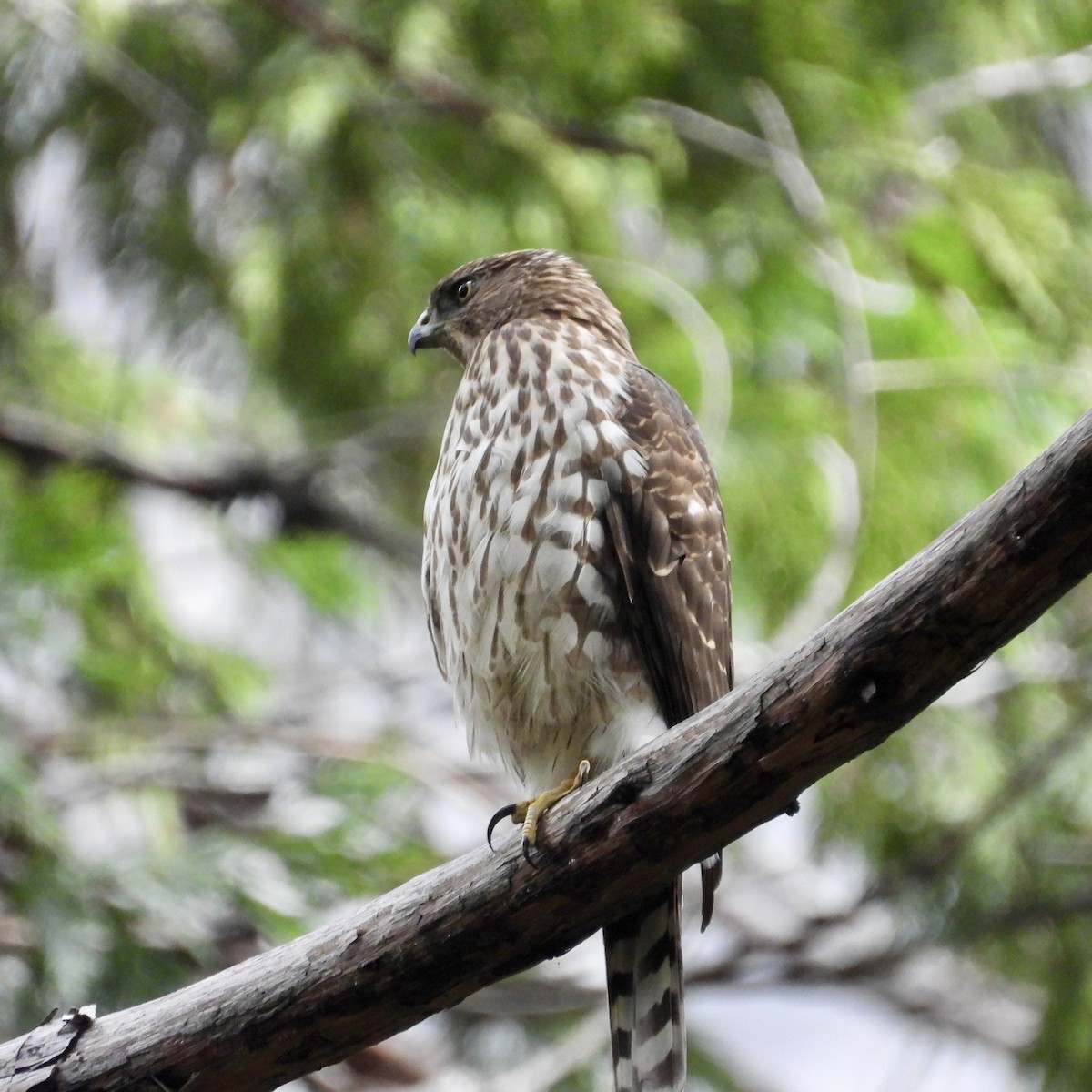 Cooper's Hawk - ML643578888