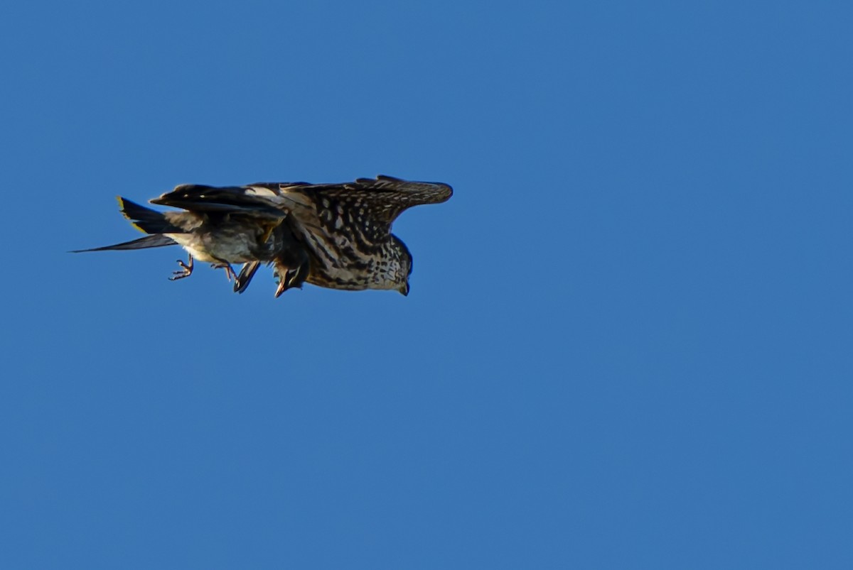 Merlin - ML643578889