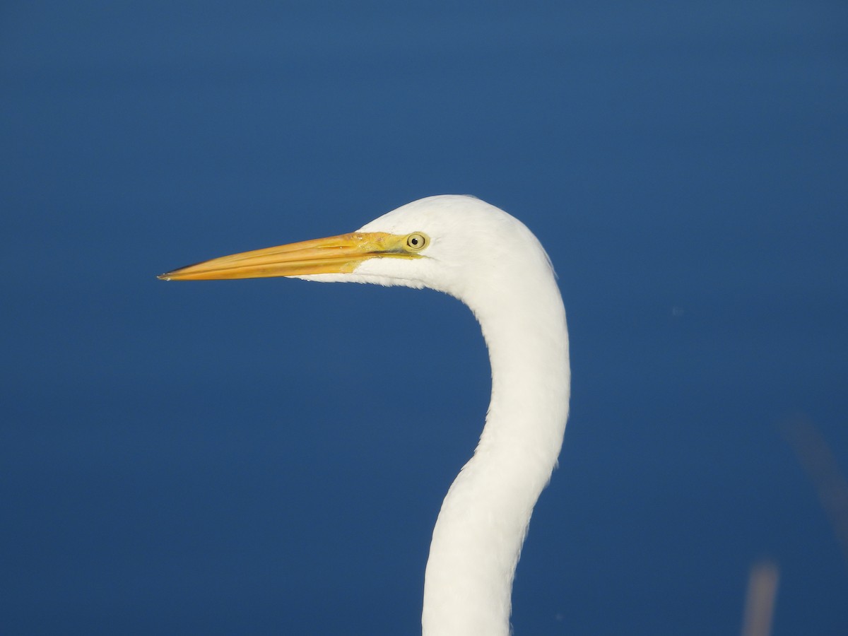 Great Egret - ML643578895