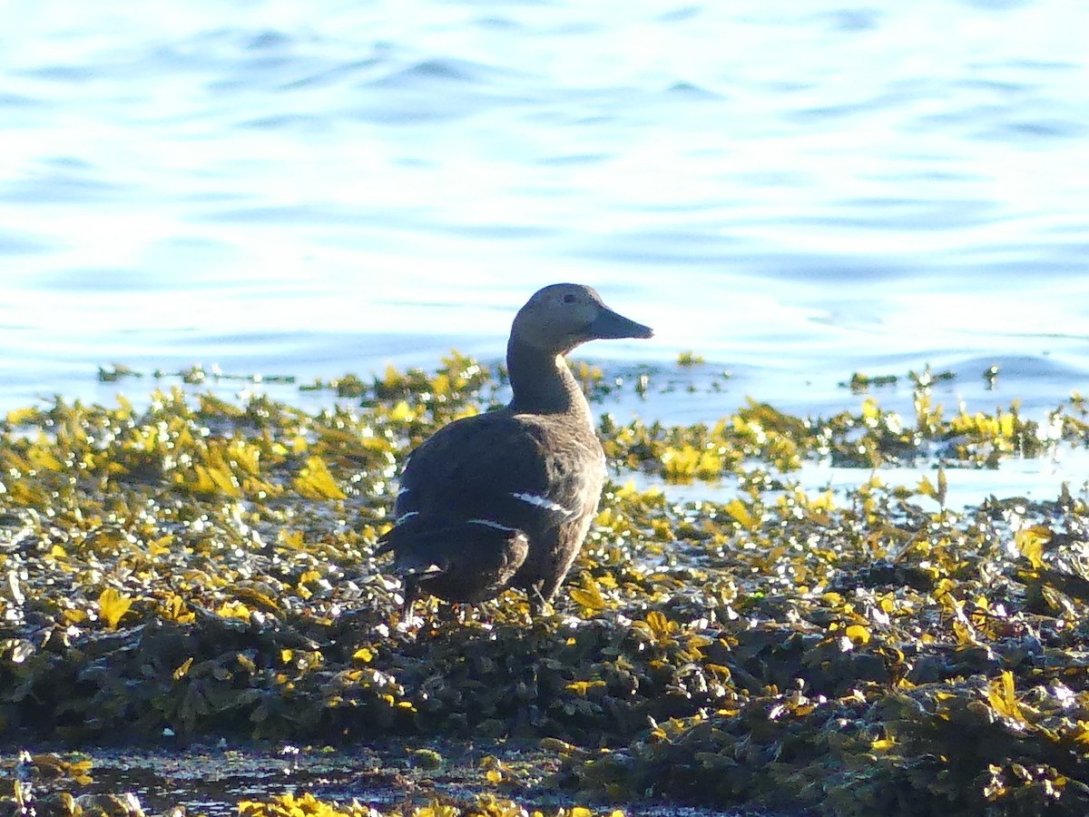 コケワタガモ - ML643578896