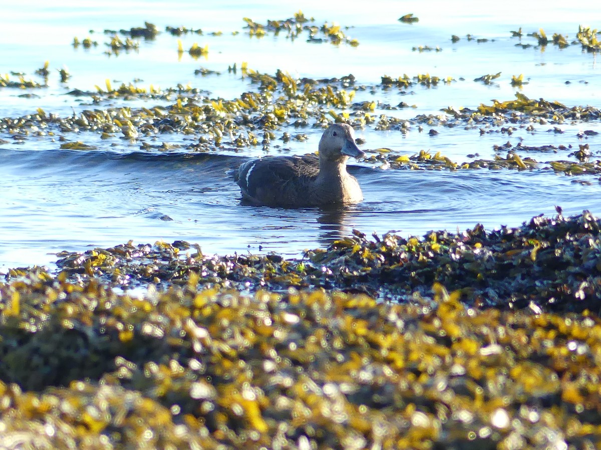 コケワタガモ - ML643578897