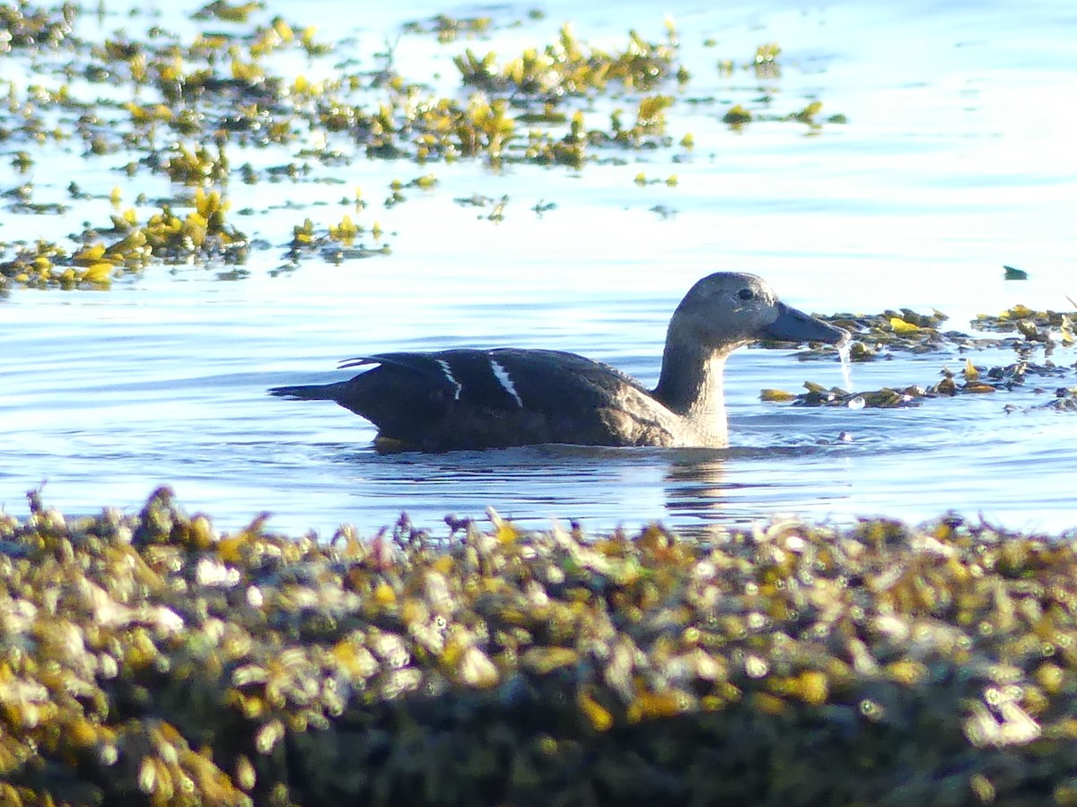 コケワタガモ - ML643578898