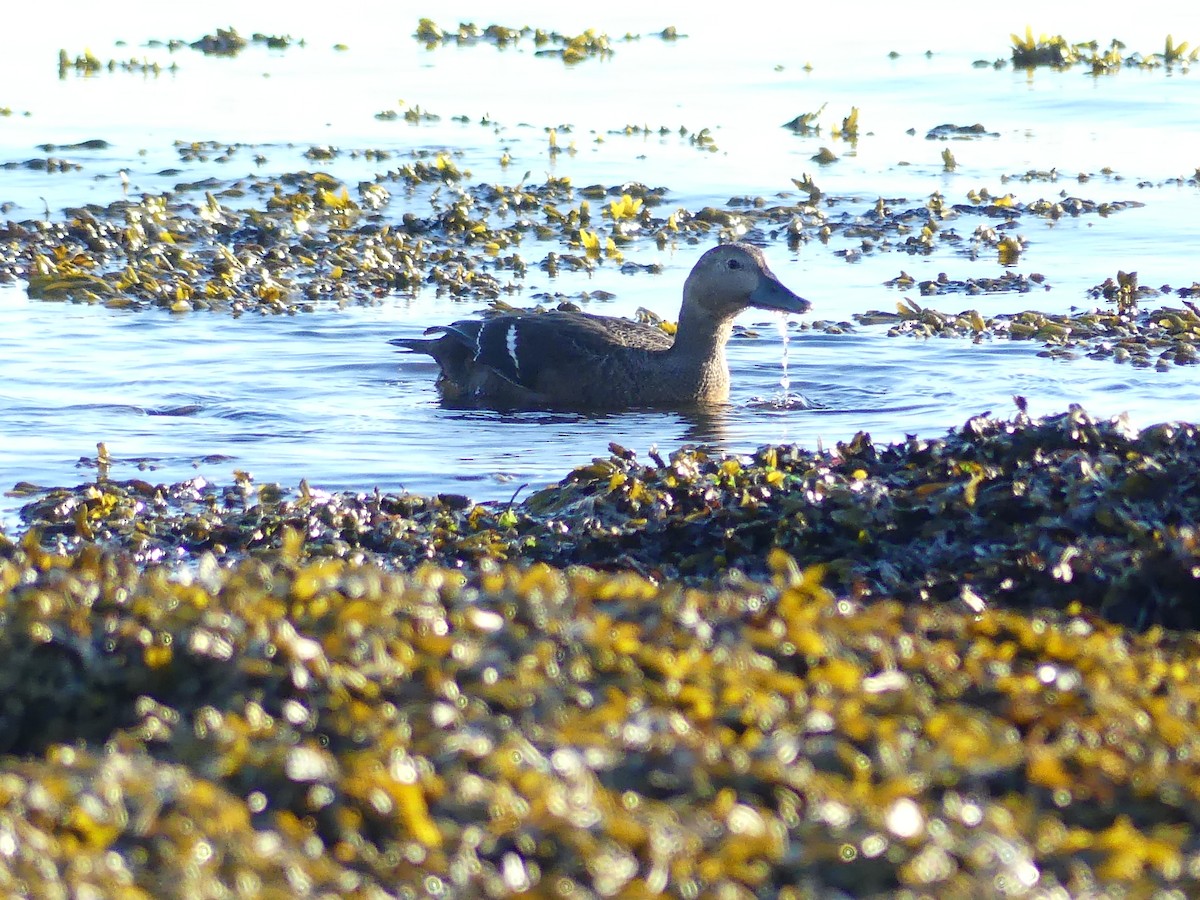 コケワタガモ - ML643578899