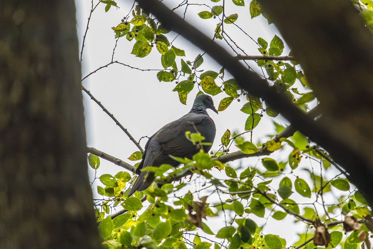 Black Wood-Pigeon - ML643578901
