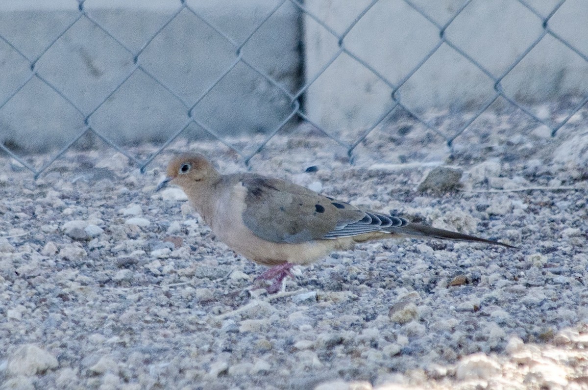 Mourning Dove - ML643578902