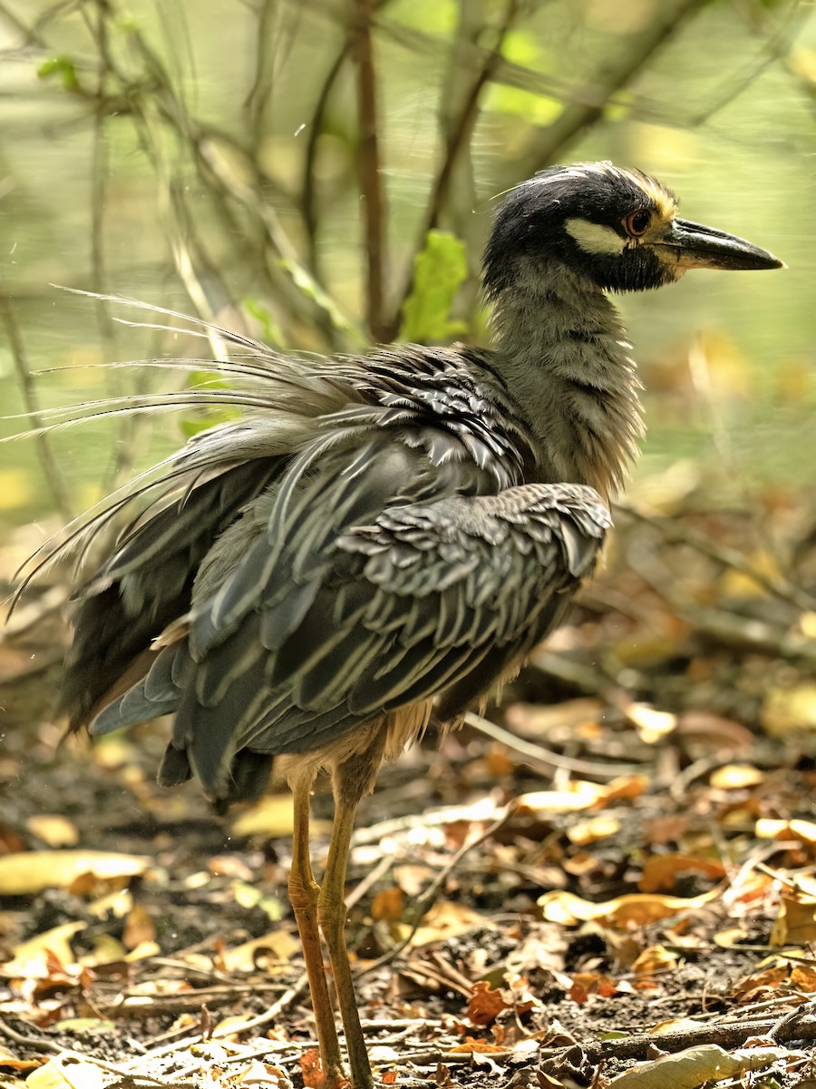 Yellow-crowned Night Heron - ML643578903
