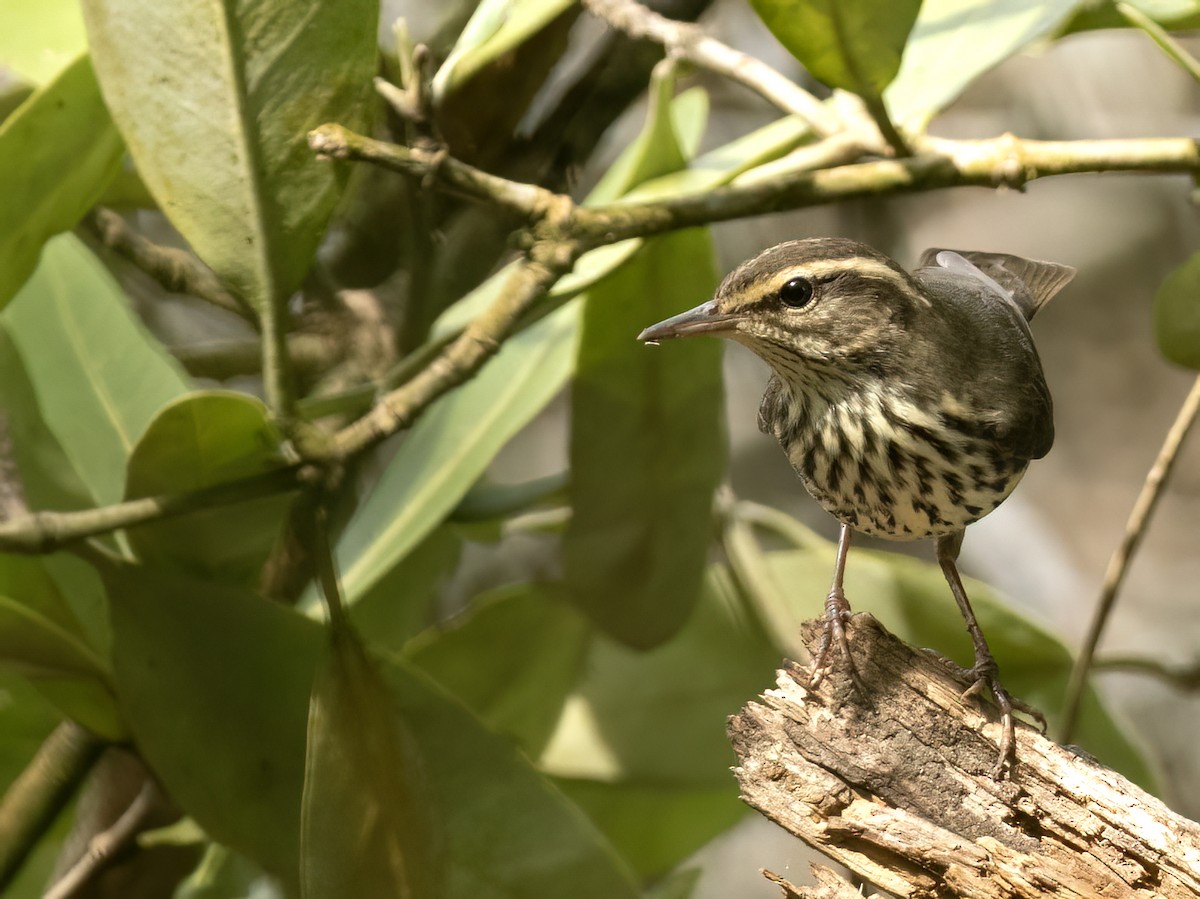Northern Waterthrush - ML643578905