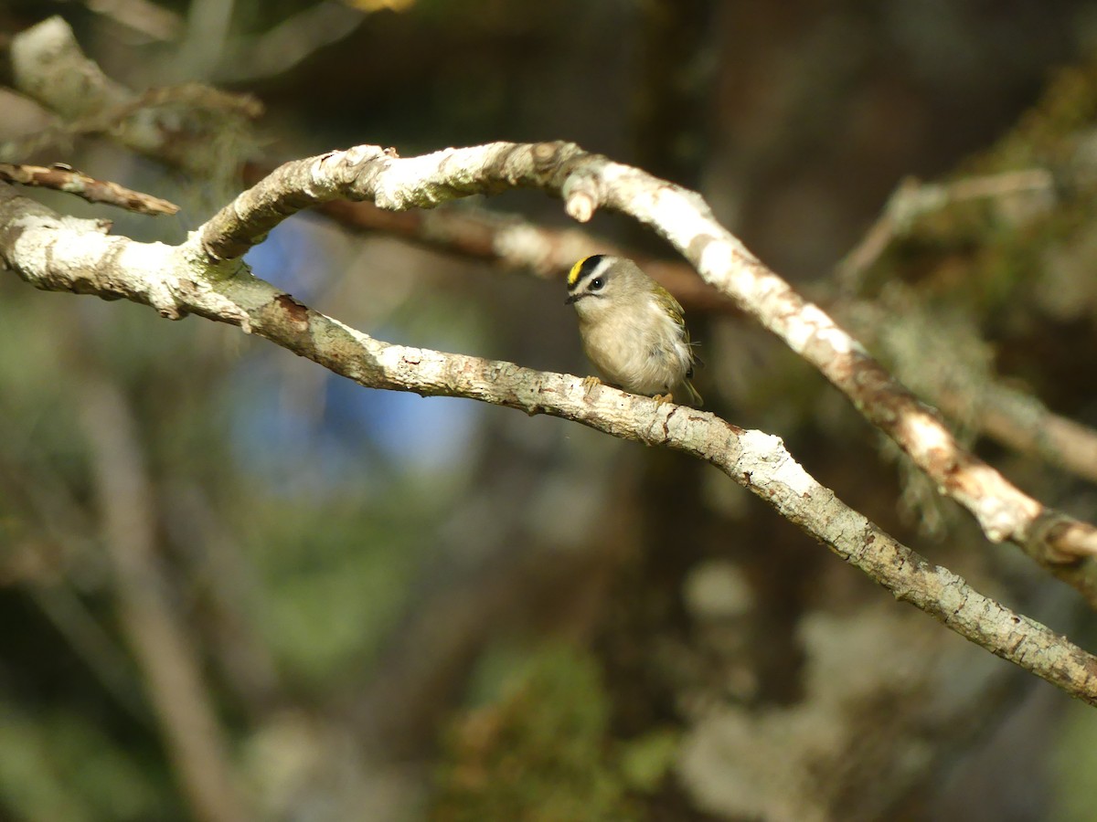 Golden-crowned Kinglet - ML643578914