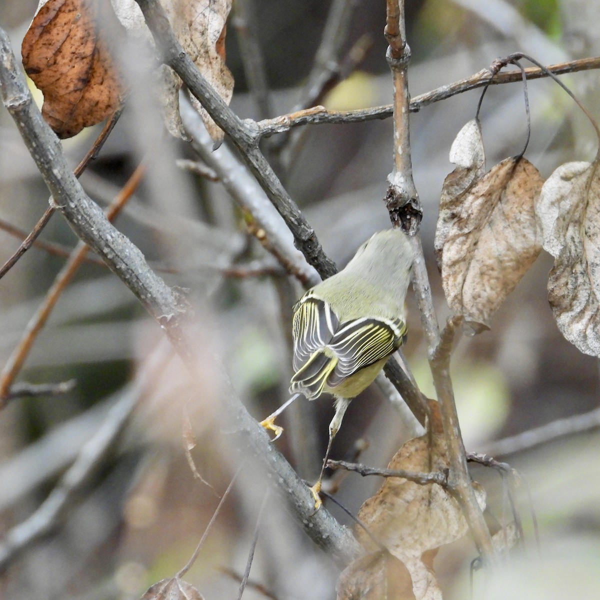 Ruby-crowned Kinglet - ML643578918