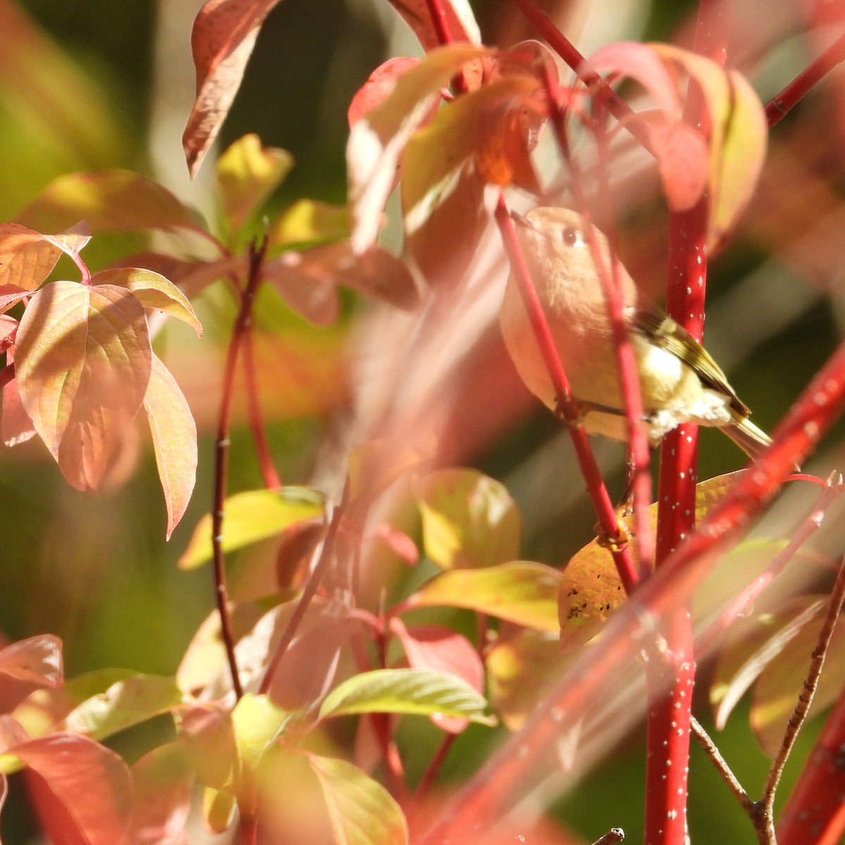 Ruby-crowned Kinglet - ML643578919