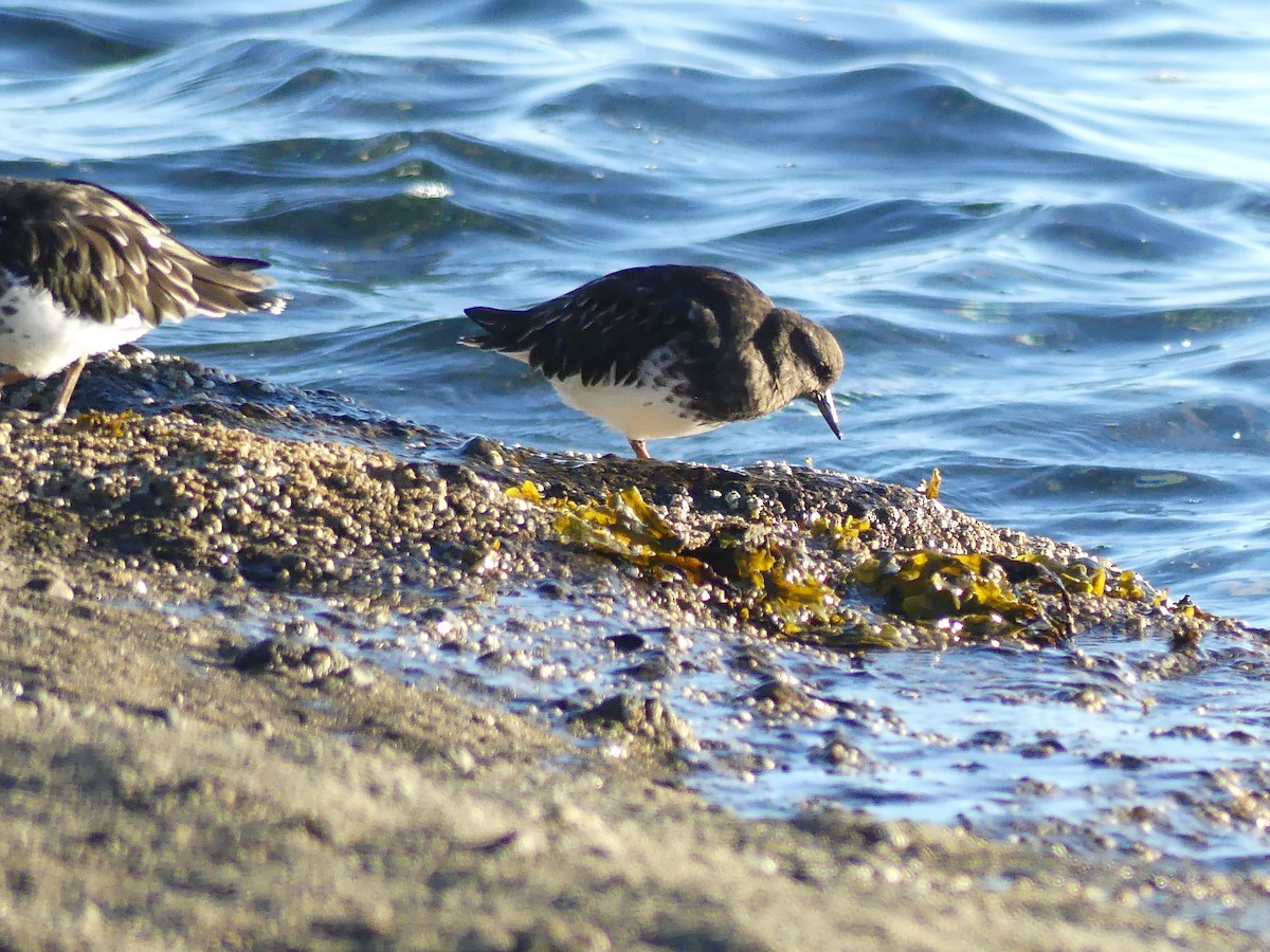 クロキョウジョシギ - ML643578920