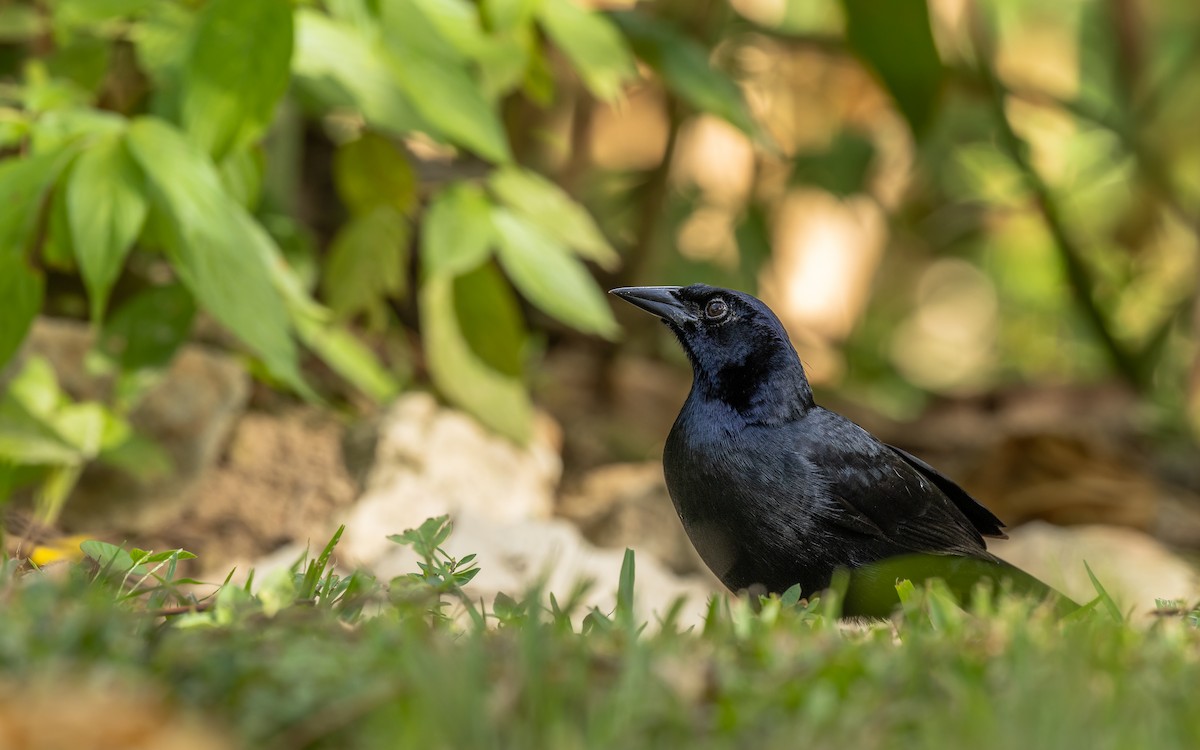 Melodious Blackbird - ML643578929