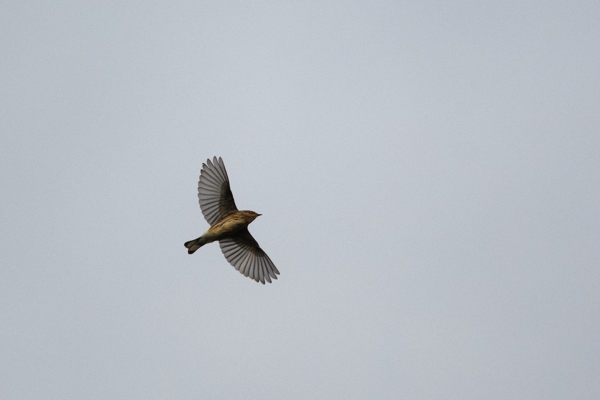 Yellow-rumped Warbler - ML643578934