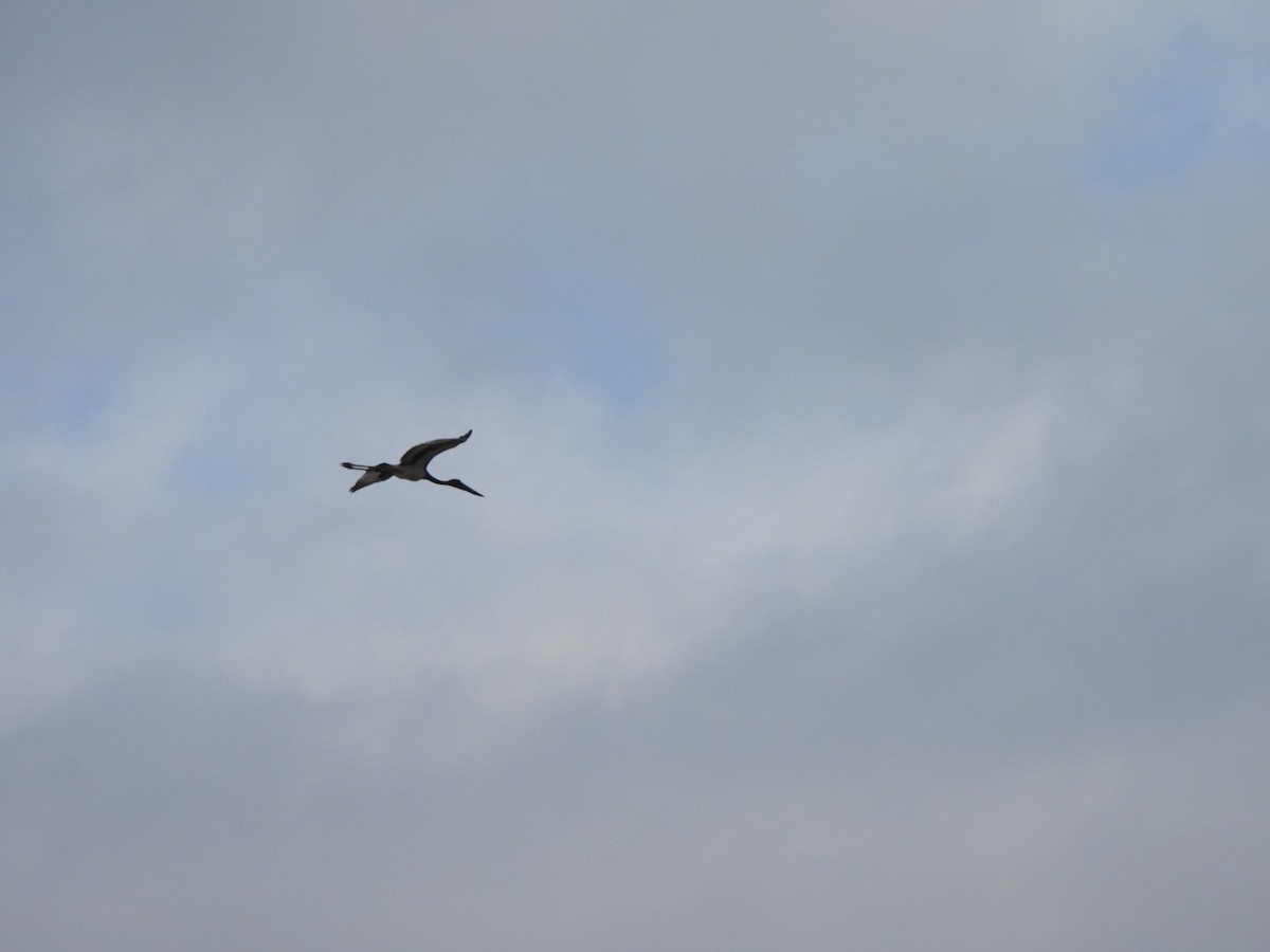 Riesenstorch - ML643578936