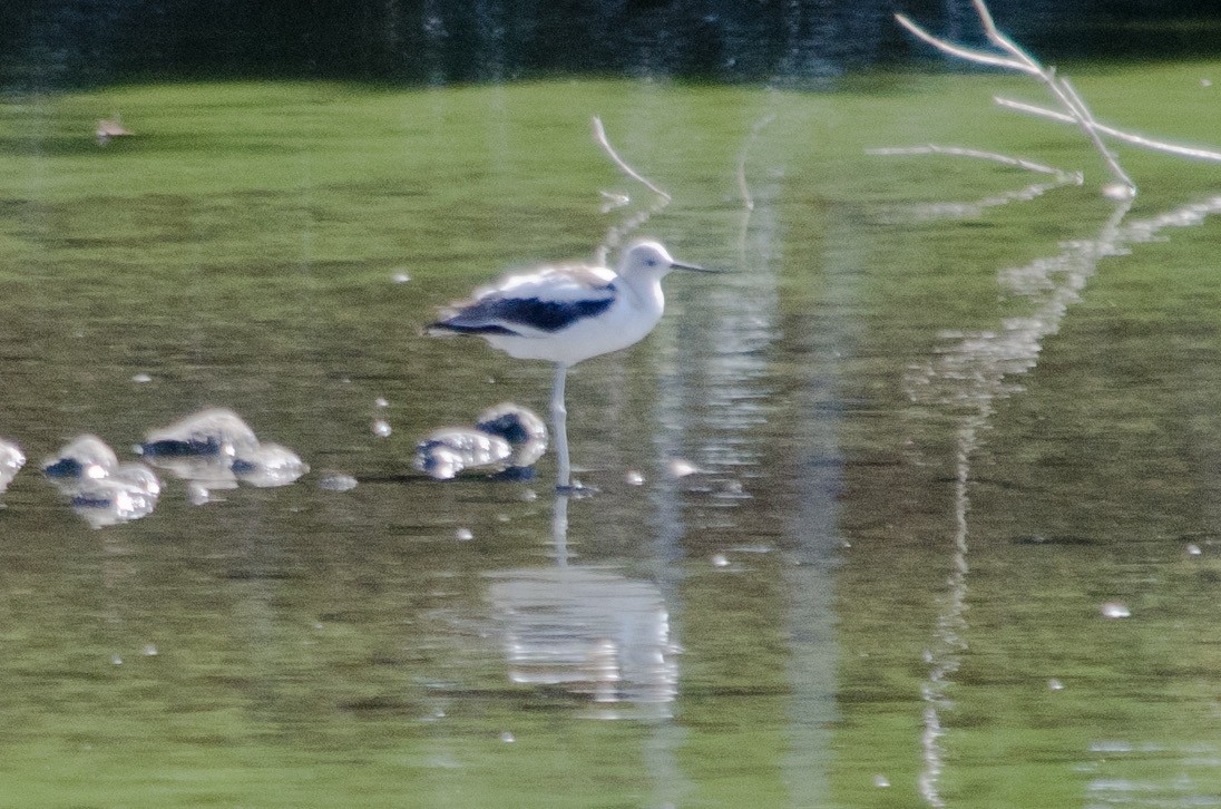 Avoceta Americana - ML643578947