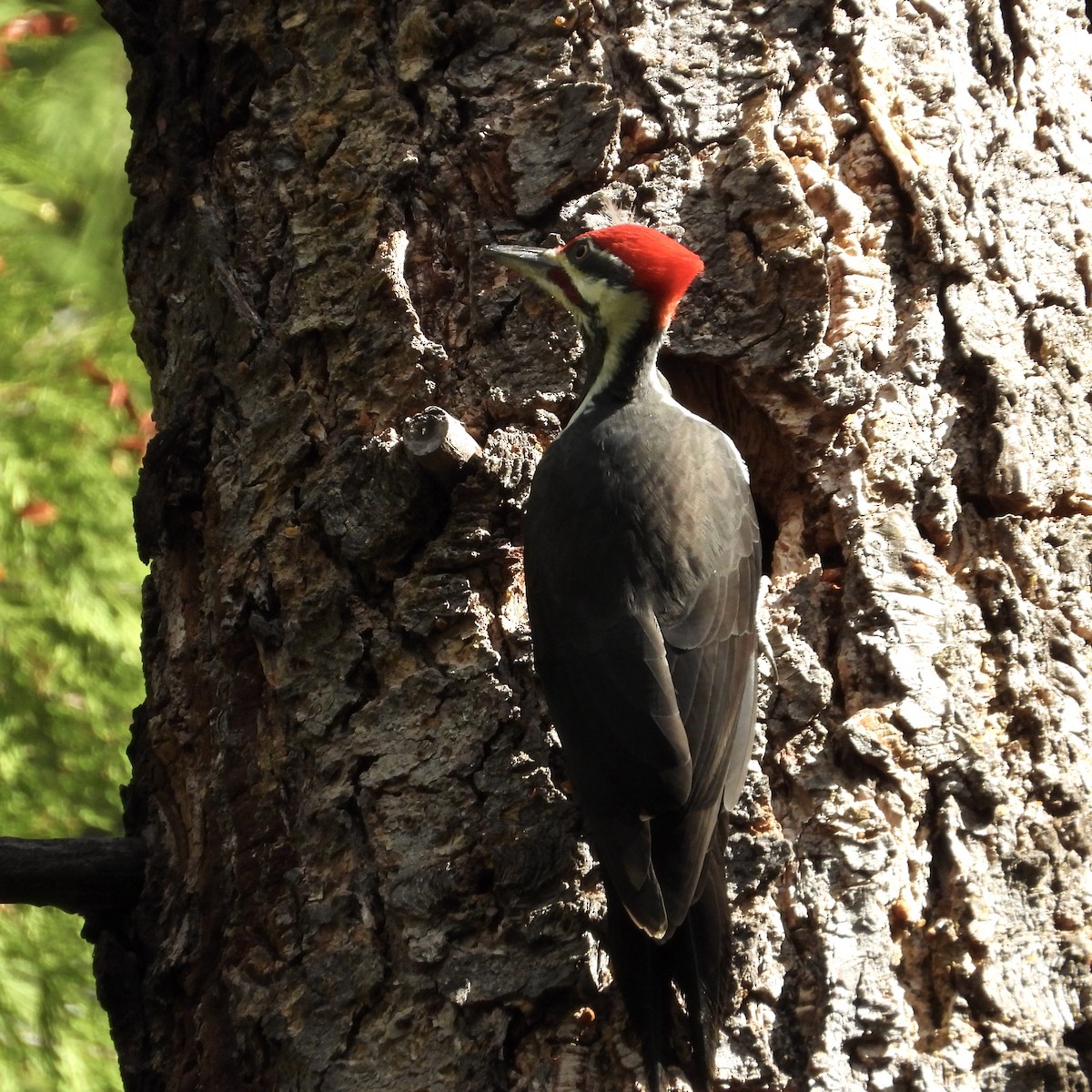 Pileated Woodpecker - ML643578954