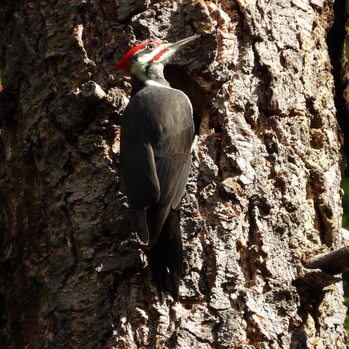 Pileated Woodpecker - ML643578955