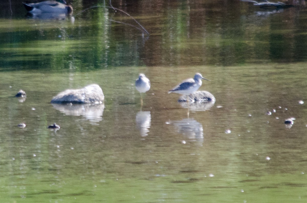 plystresnipe - ML643578956