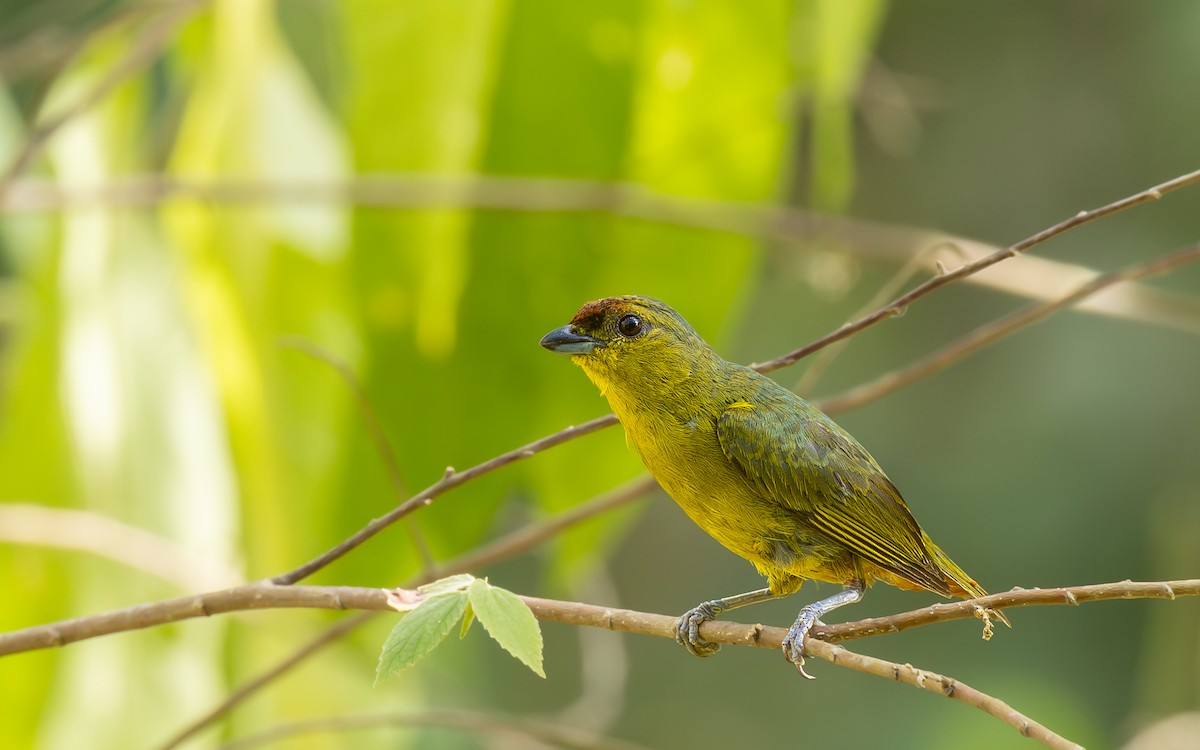 Olive-backed Euphonia - ML643578957