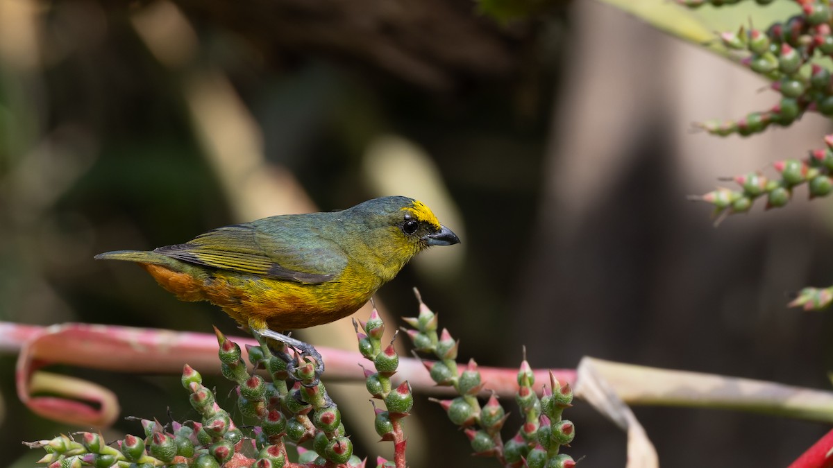 Olive-backed Euphonia - ML643578962