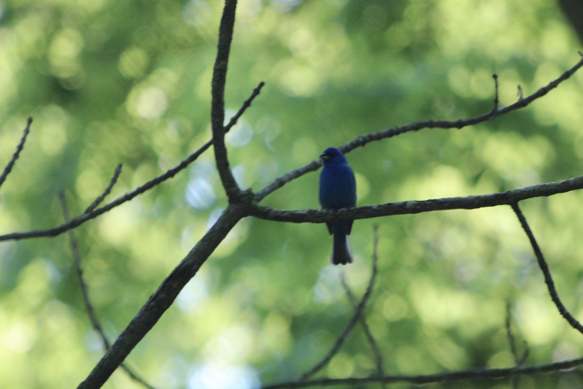 Indigo Bunting - ML643578981