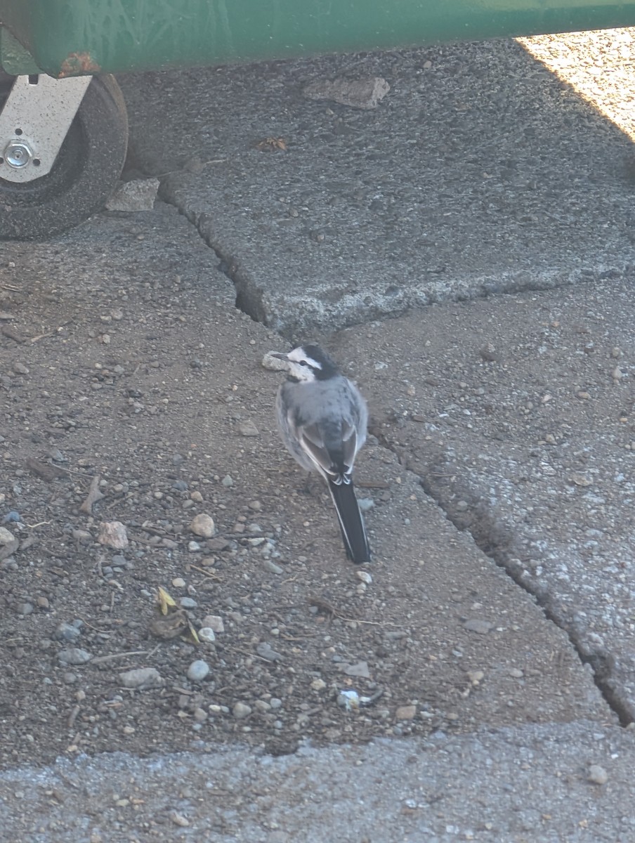 נחליאלי לבן - ML643578983
