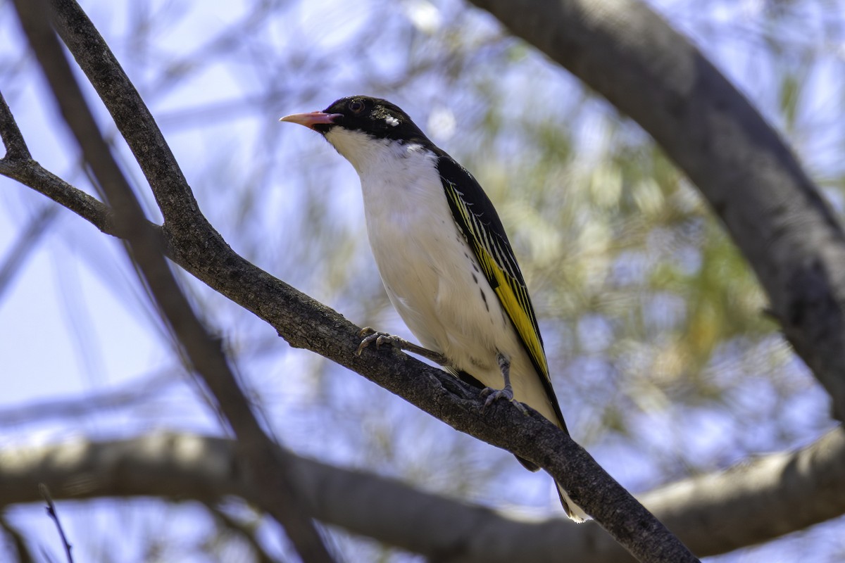 Painted Honeyeater - ML643578990