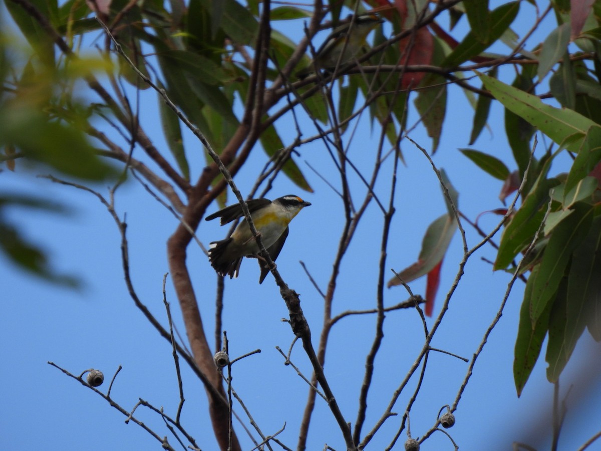 Striated Pardalote - ML643578997