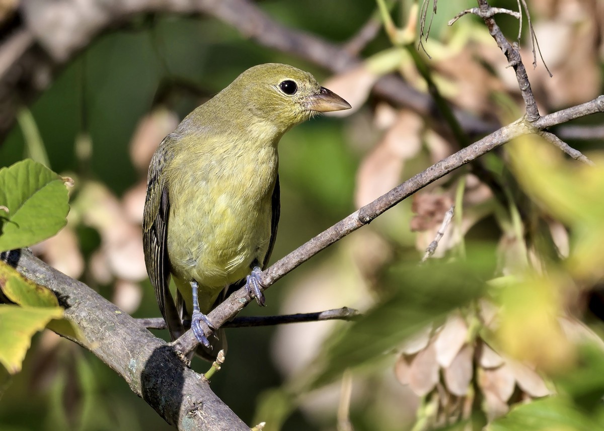 Scarlet Tanager - ML643578999