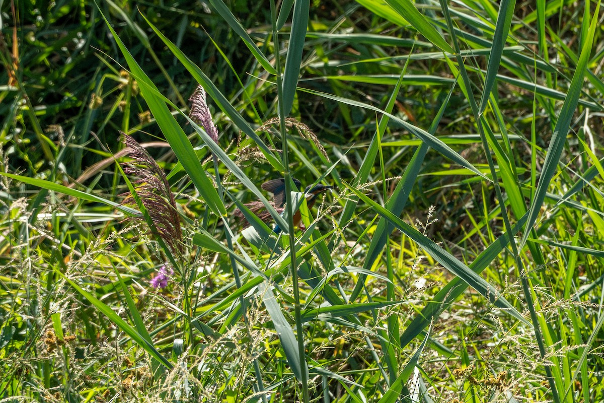 ledňáček říční - ML643579001