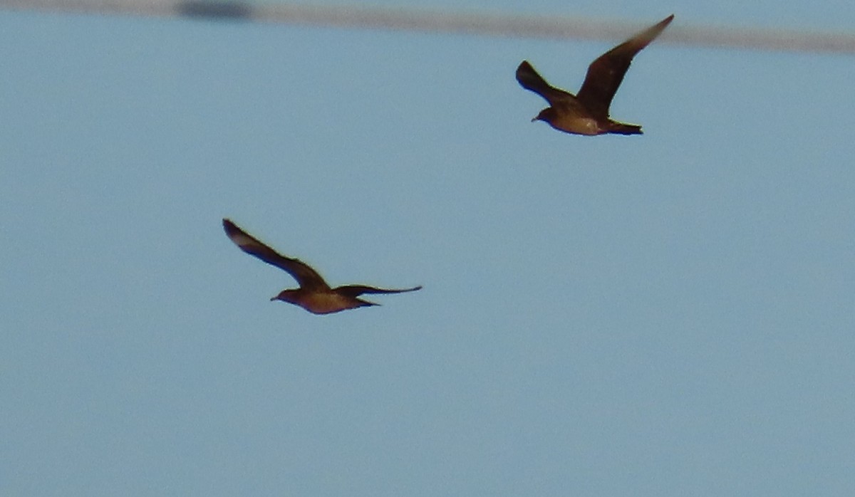 クロトウゾクカモメ - ML643579002