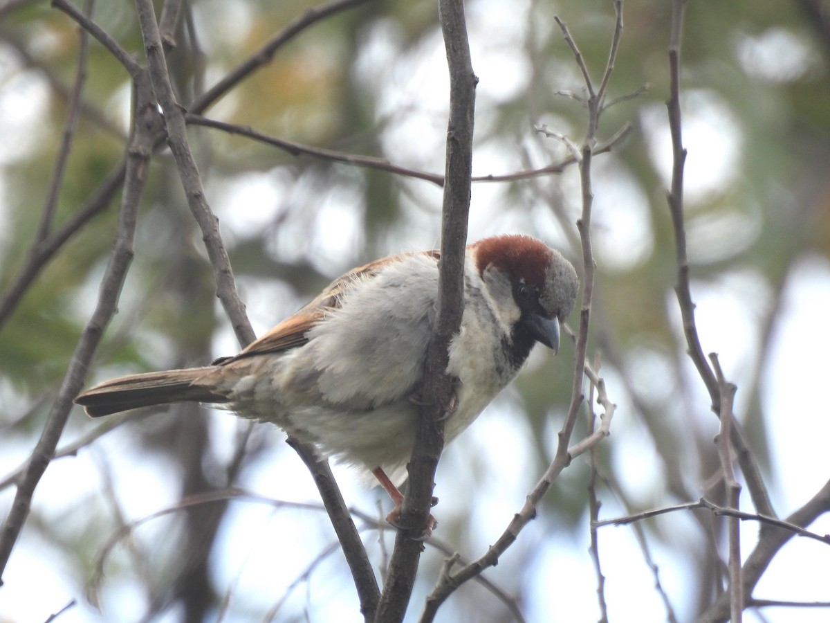 House Sparrow - ML643579003