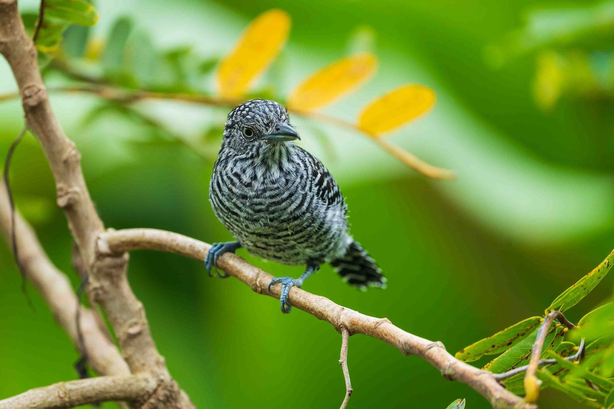 Bar-crested Antshrike - ML643579010
