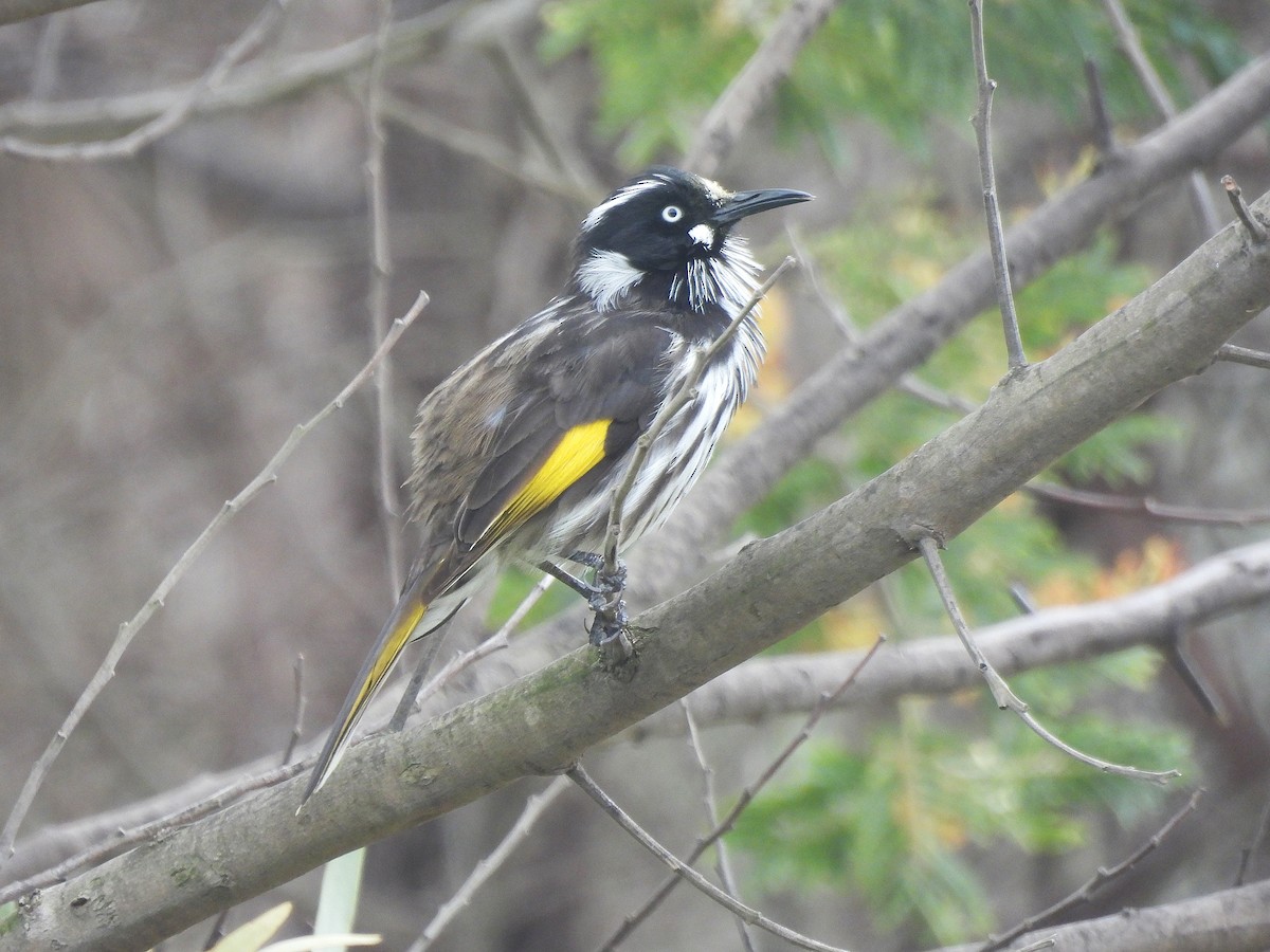 New Holland Honeyeater - ML643579011