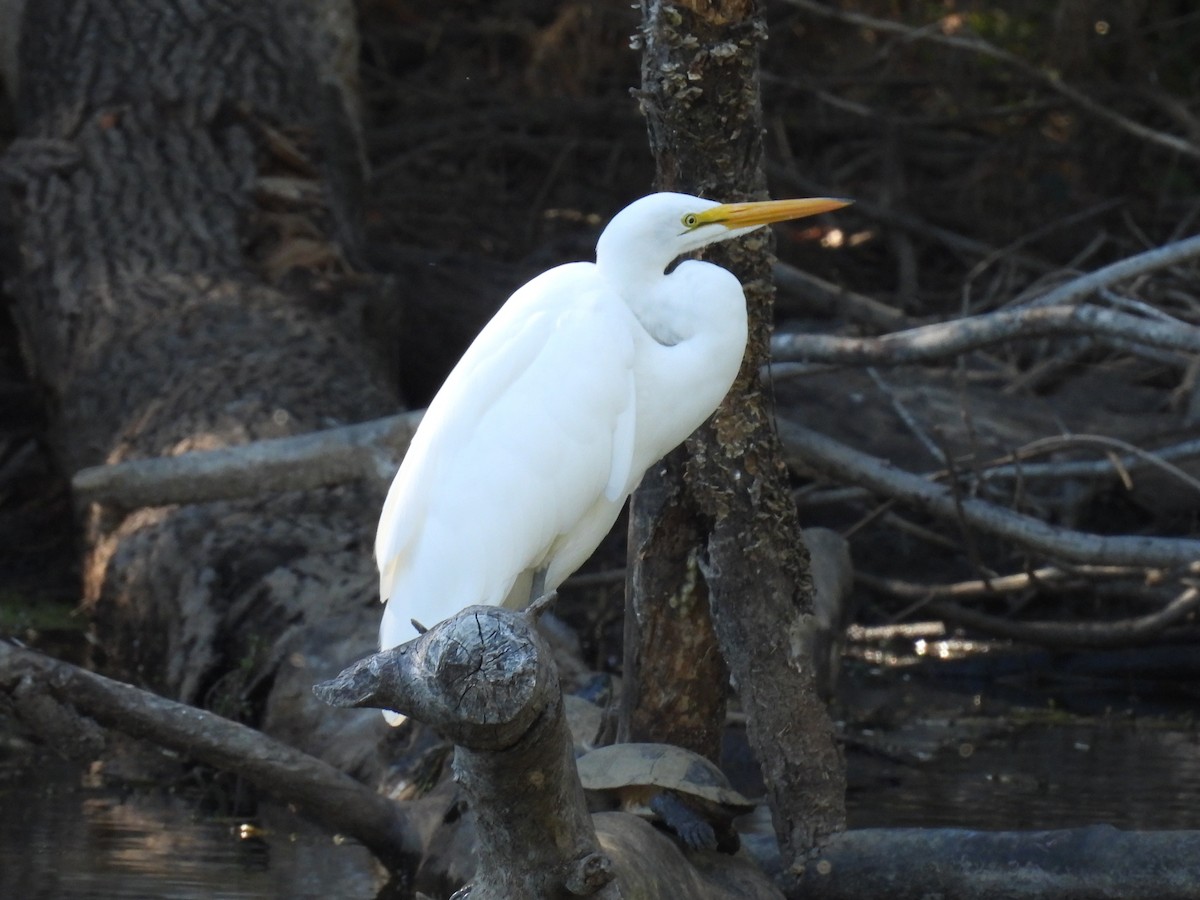 Great Egret - ML643579016