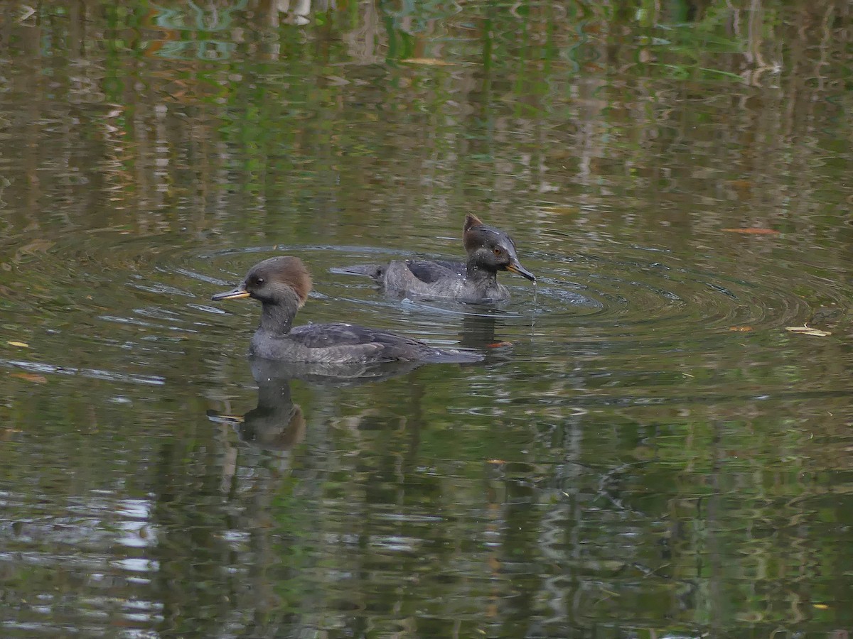 オウギアイサ - ML643579026