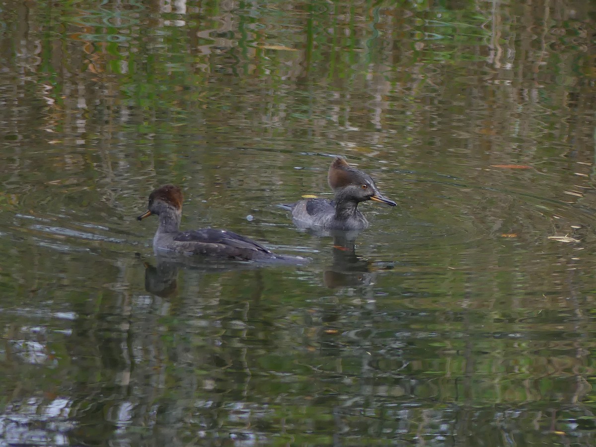 オウギアイサ - ML643579027