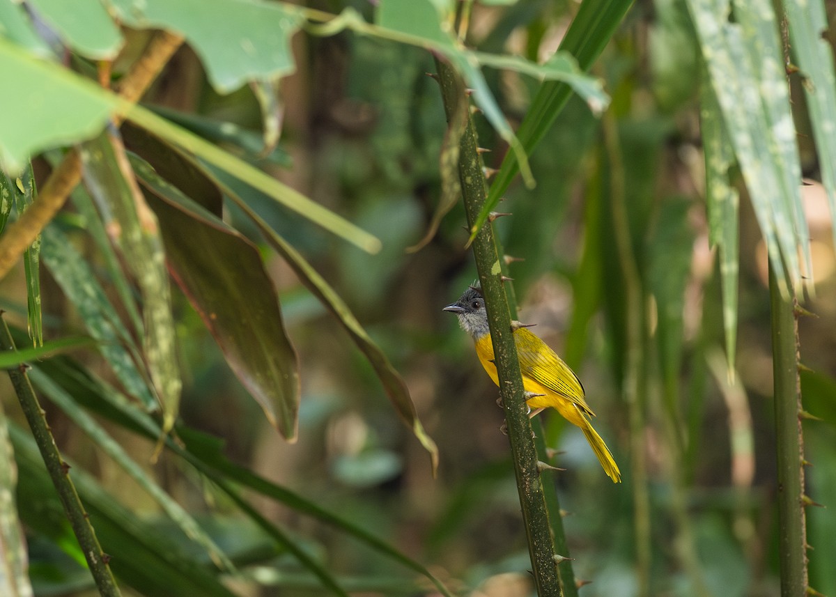 Gray-headed Tanager - ML643579031