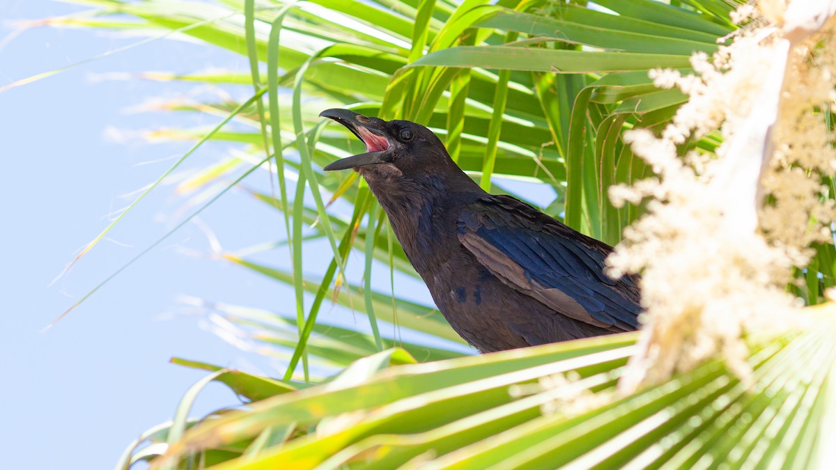 Common Raven - ML643579032