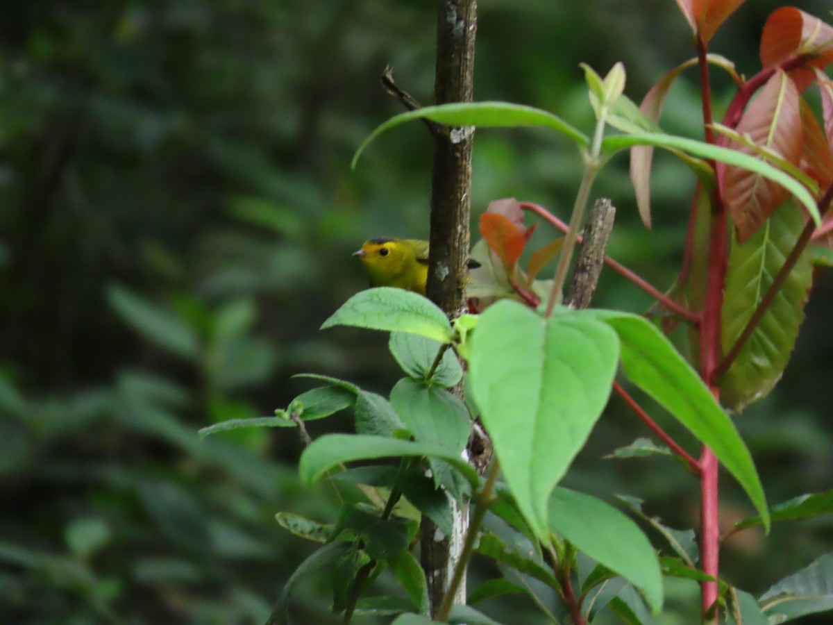Wilson's Warbler - ML643579033