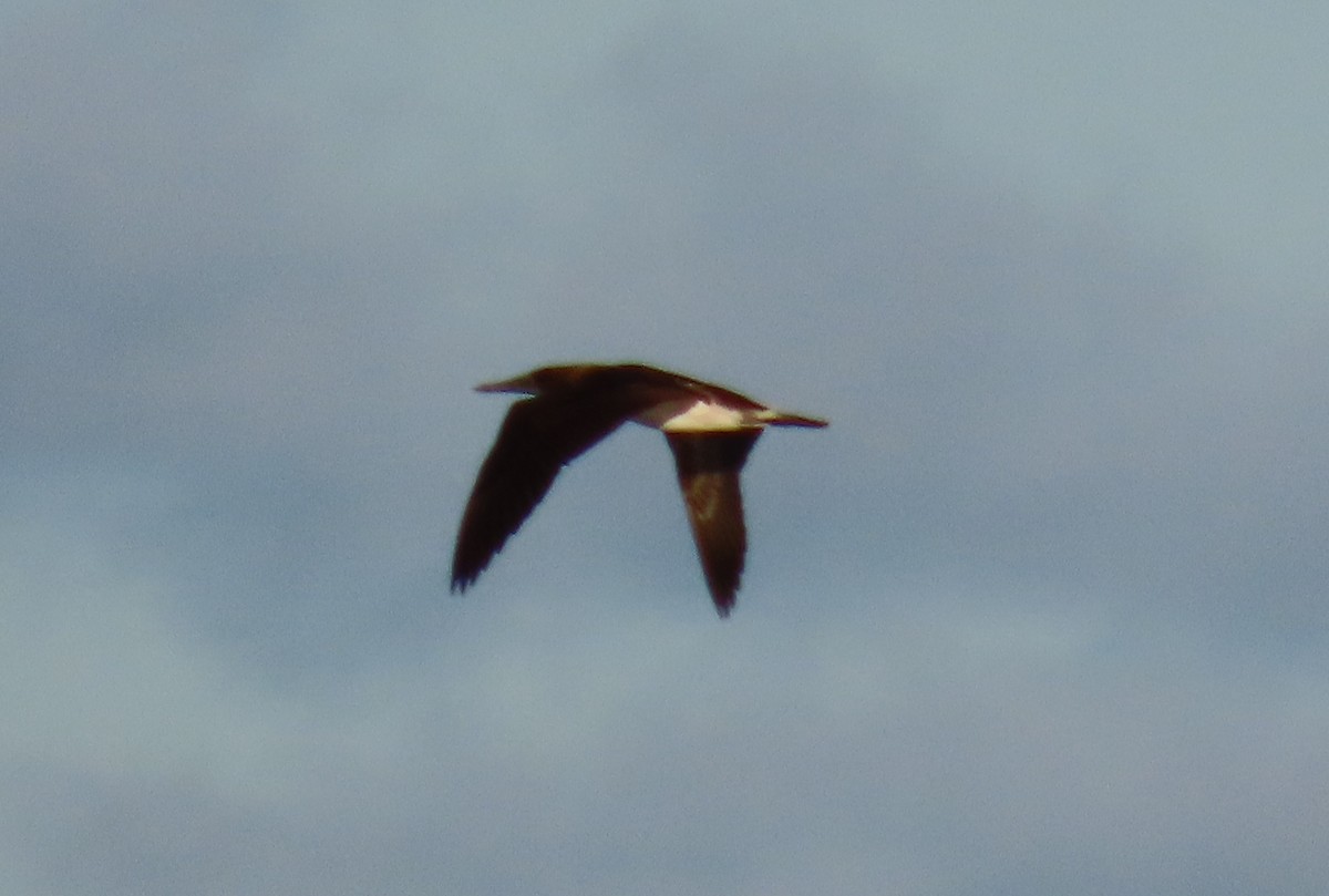 アオアシカツオドリ - ML643579044