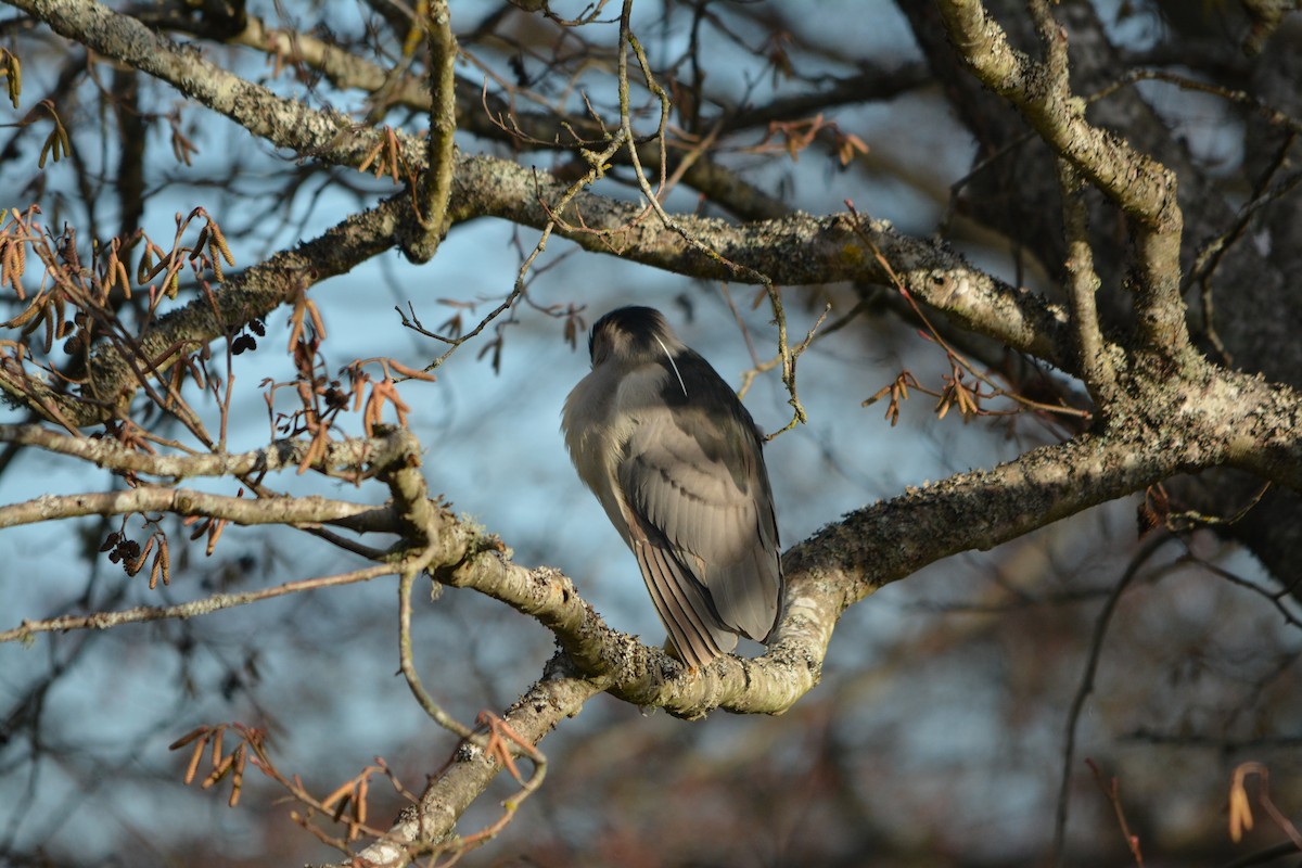 Black-crowned Night Heron - ML643579045