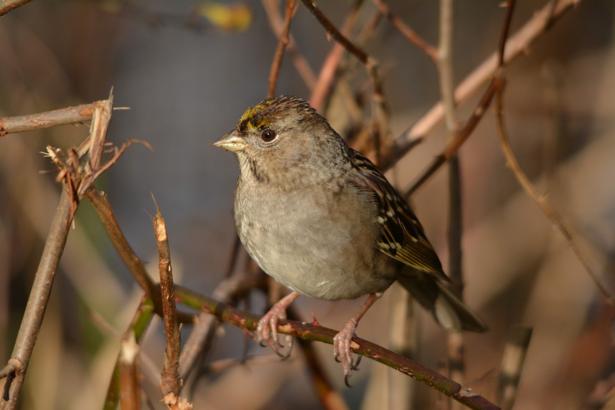 Golden-crowned Sparrow - ML643579047