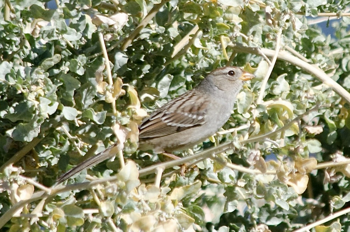 Porsuk Serçesi - ML643579056