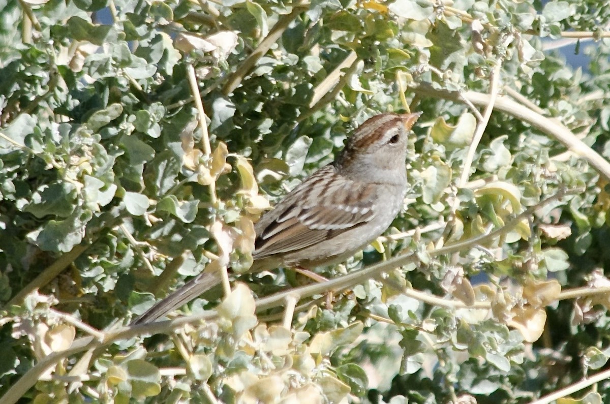 Porsuk Serçesi - ML643579058