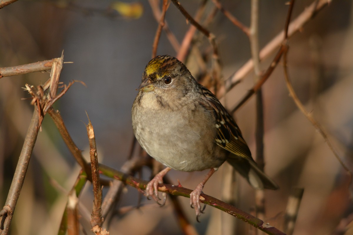 Golden-crowned Sparrow - ML643579065