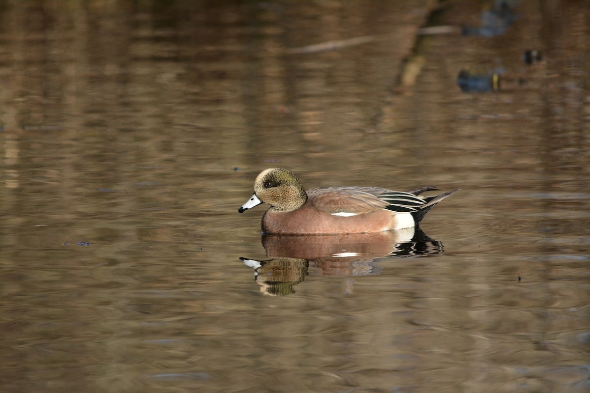 American Wigeon - ML643579071