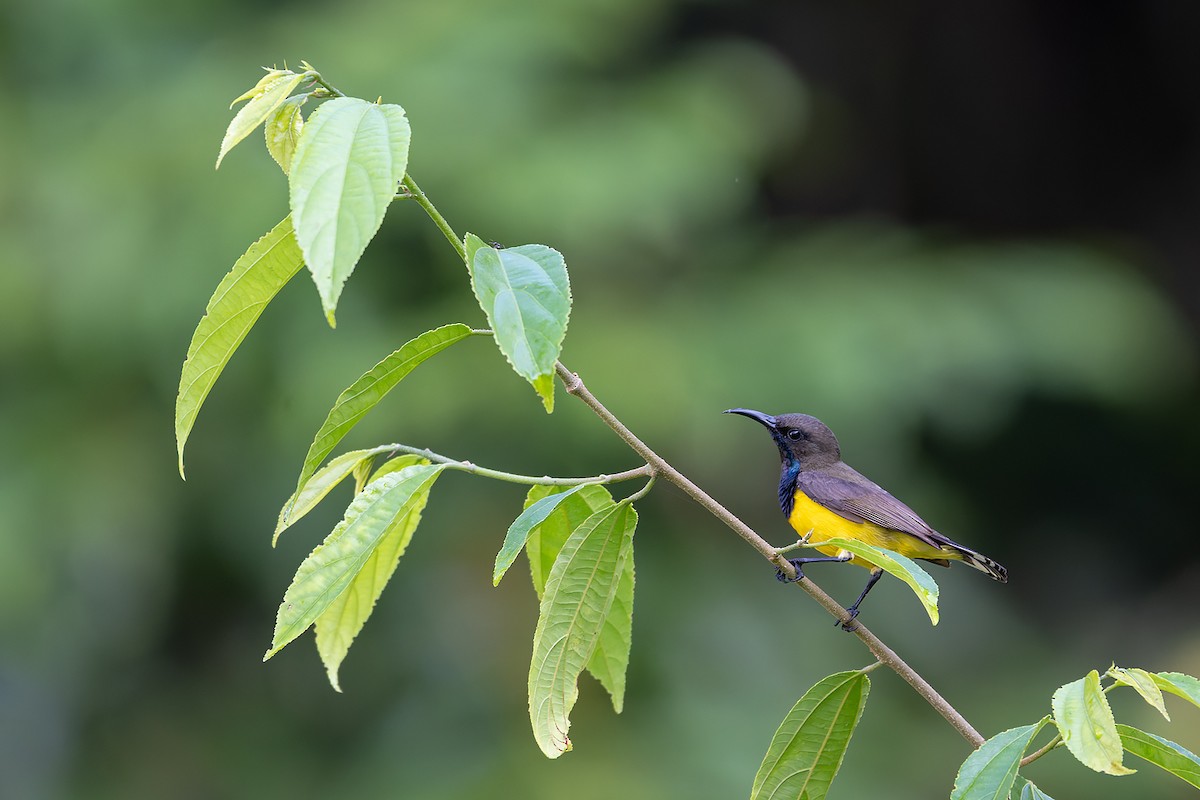 Tukangbesi Sunbird - ML643579074