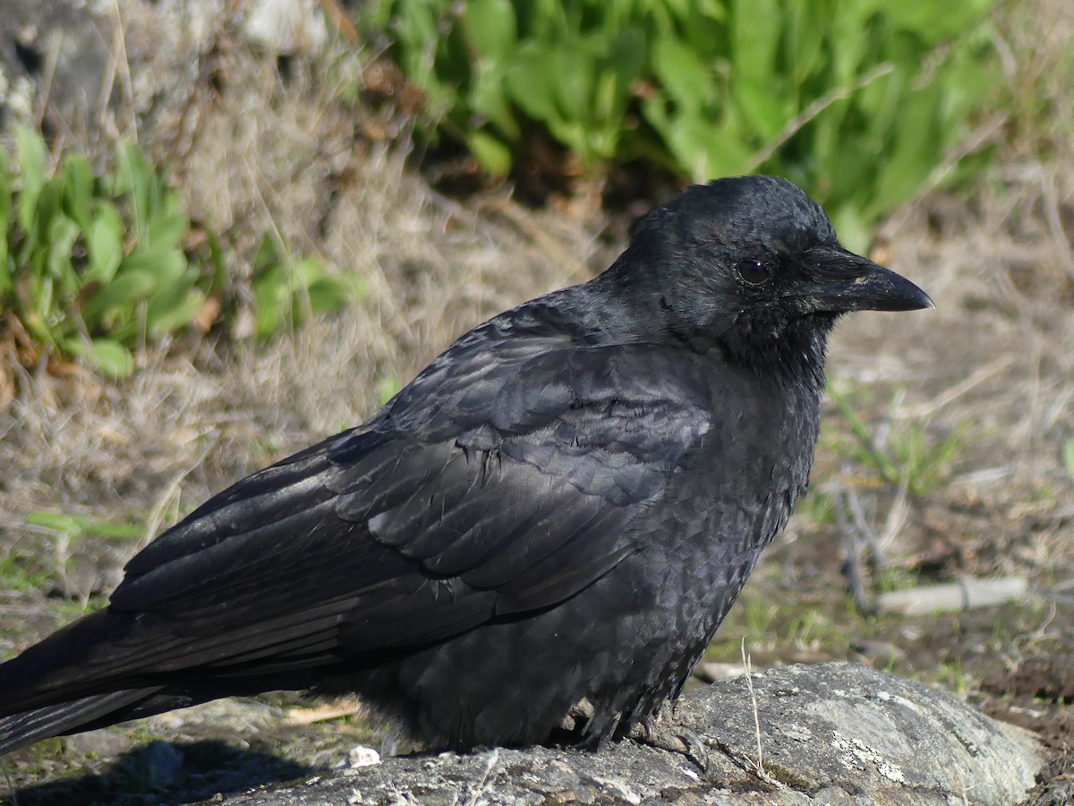 vrána americká - ML643579075